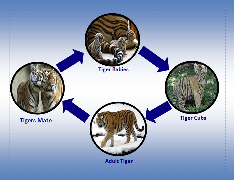 Life Cycle - Amur Tiger
